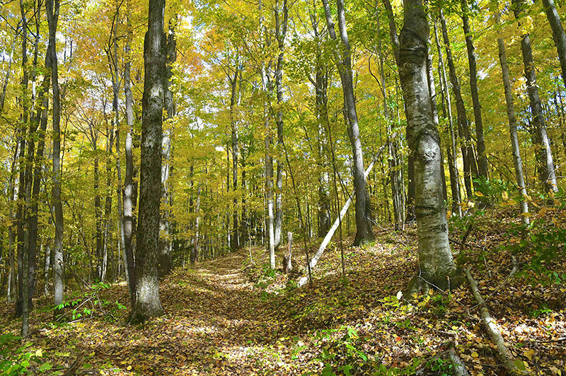 Betsie River Pathway